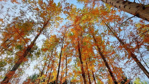 云南昆明天气预报15天(昆明天气预报15天天气查询最新) 云南昆明天气预报15天(昆明天气预报15天天气查询最新)